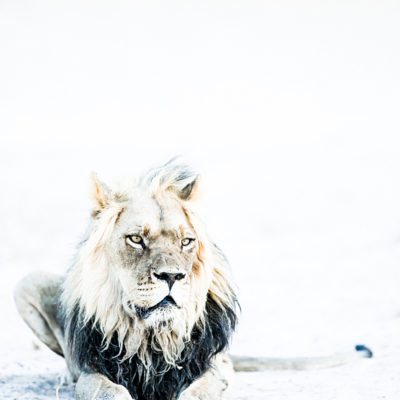 kalahari lion