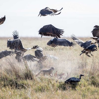 Jackal vs vultures