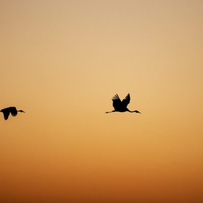 wattled crane