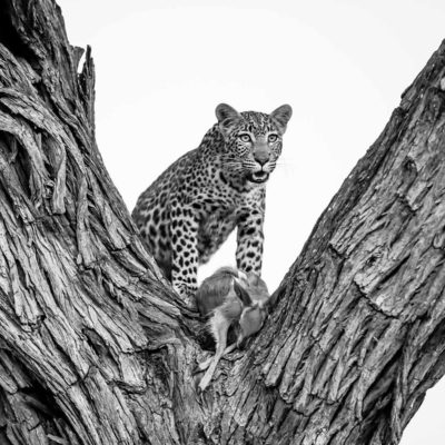 Savuti Leopard