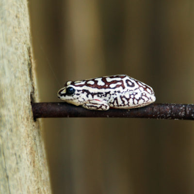 Kwando lagoon frog
