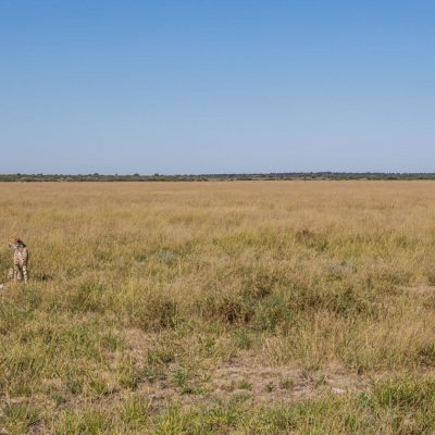 kalahari cheetah - ~Hero image (1 of 1)