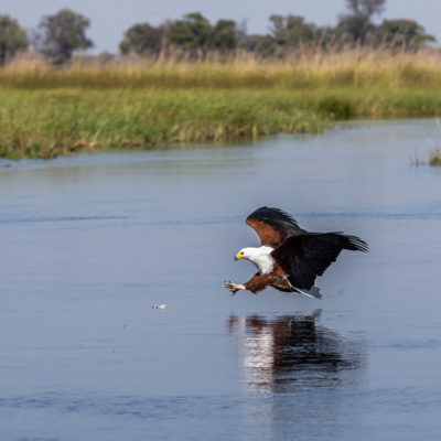 the fish eagle